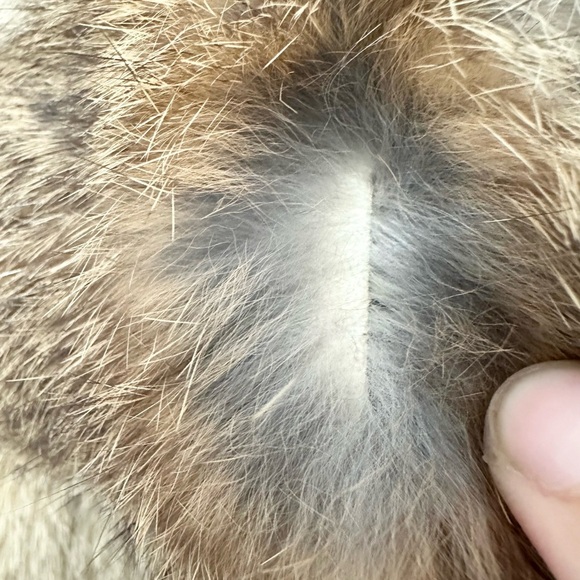 Niki made in Hong Kong dyed Rabbit Fur Coat Full Zip Jacket size 6 girl kid - Picture 5 of 8